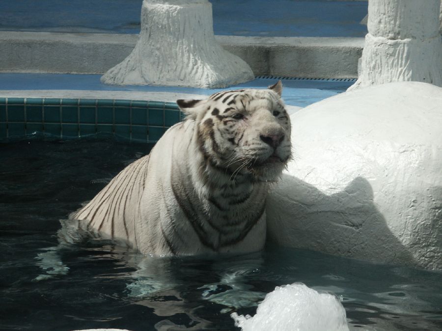 Sigfried & Roy's White Tiger